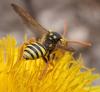 Nomada goodeniana